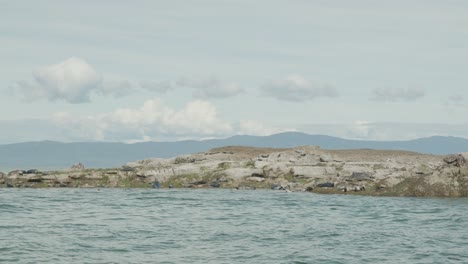 group of seals resting on rocky outcrop in the ocean