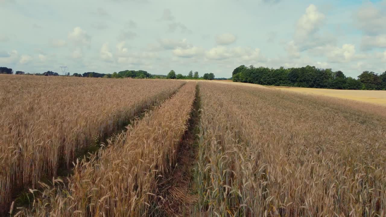Goldene Weizenähren wiegen sich sanft in der Sommerbrise auf einem weiten Ackerfeld. Ländliche Landschaft mit erntereifen Feldfrüchten.