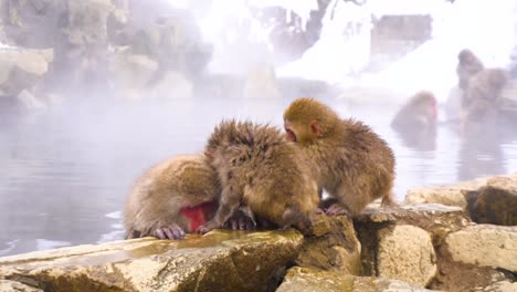 japanese snow monkey family bathing in hot springs in slow motion