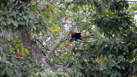 large black howler monkey sleeping on a branch within the thick foliage of the coastal rainforest at cahuita national park