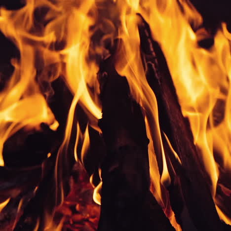 bonfire in the night forest. burning wood. slow motion