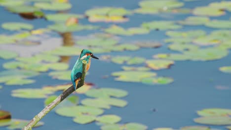 vista en cámara lenta de kingfisher en friesland países bajos encaramado sobre el estanque con pads de lirio en el fondo mira a un estanque tranquilo y sereno