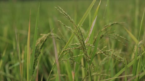 rice plant with green field background