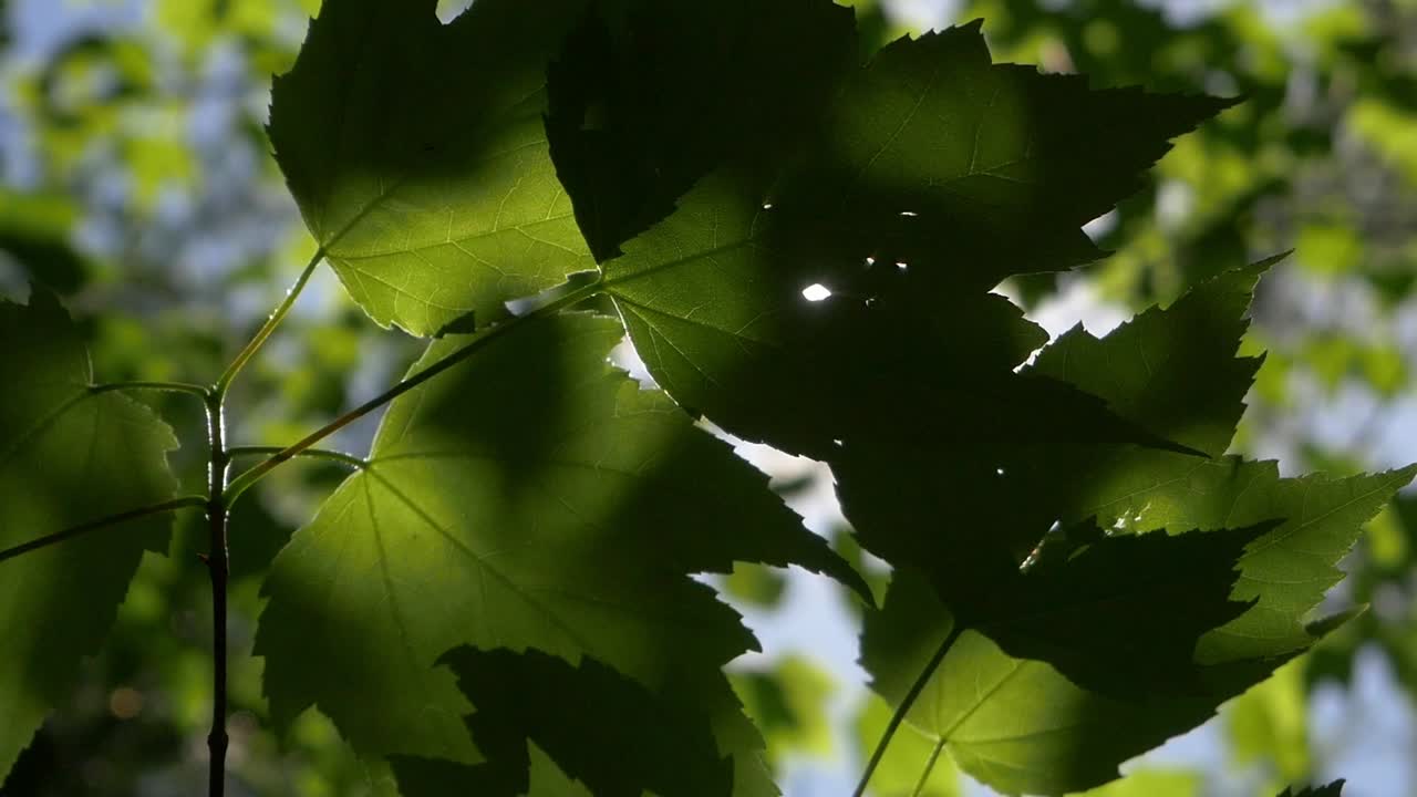 Close-up of green spring maple leaves swaying gently with sunlight shining through.