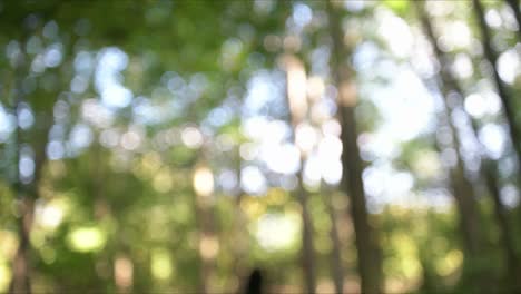 walking in the forest out of focus