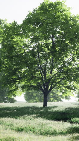 a lush green tree stands tall in a field of grass