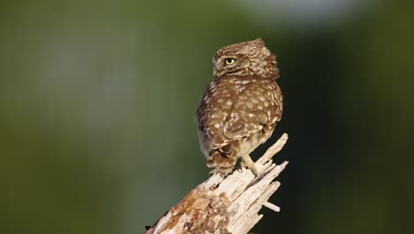 little owl perched on a branch