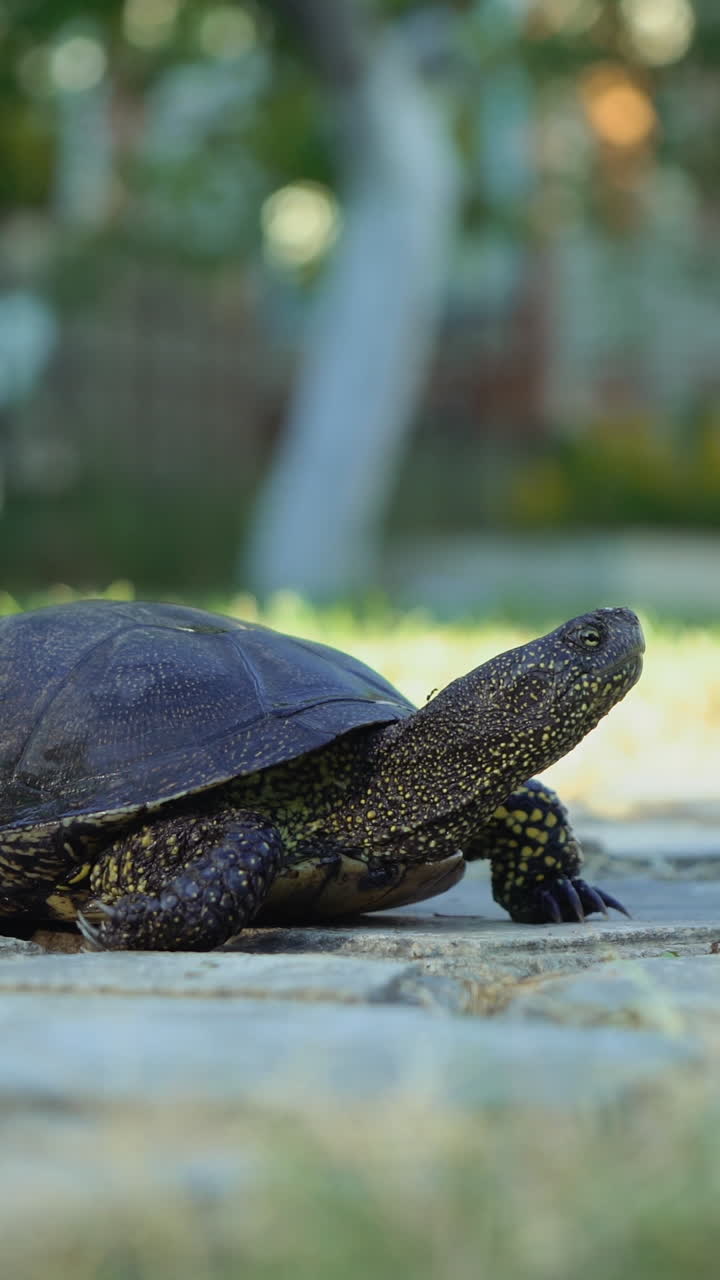 Turtle walking on the way. Vertical video