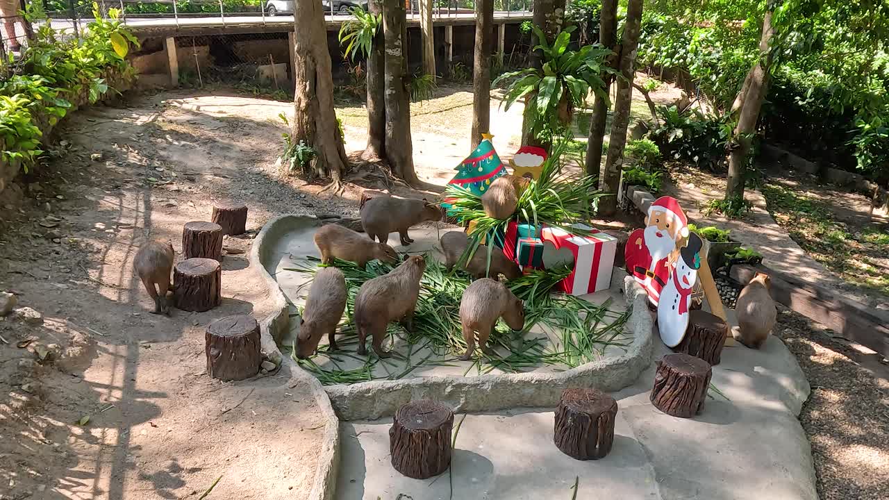 동물원 에서 크리스마스 잔치를 즐기는 카피바라