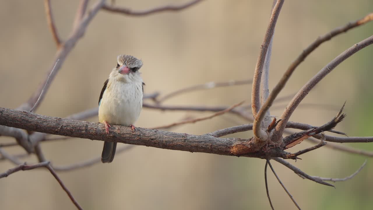 Brunhættet isfugl siddende på en bar gren kigger direkte ind i kameraet med minimal bevægelse i slowmotion, filmet i Kruger Nationalpark, Sydafrika