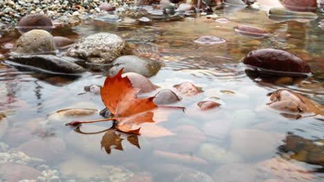 Una-Hoja-Dorada-De-Color-Otoñal-En-Un-Río-Forestal-Mientras-Las-Gotas-De-Lluvia-Crean-Salpicaduras-Y-Ondas-En-El-Agua-Durante-La-Temporada-Húmeda-De-Otoño