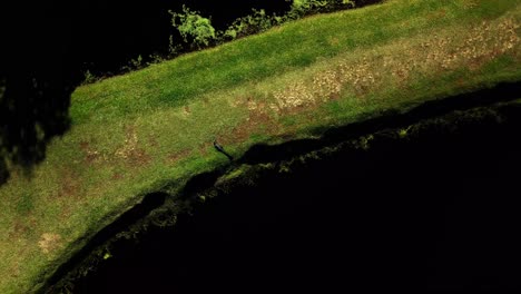 Toma-Aérea-Girando-Sobre-Una-Plantación-Verde-Con-Un-Cocodrilo-En-Middleton