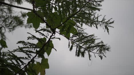 La-Cámara-Mira-Hacia-Arriba-Desde-La-Base-De-Un-Denso-Bosque,-Revelando-Una-Vista-Fascinante-De-Vibrantes-Hojas-De-árboles-Contra-El-Cielo.