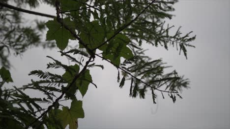 la cámara mira hacia arriba desde la base de un denso bosque, revelando una vista hipnótica de hojas de árboles vibrantes contra el cielo