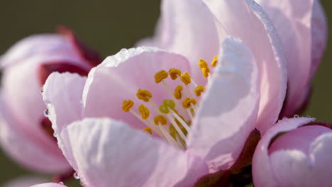 close-up of a delicate pink apricot blossom with dew drops