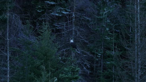 A-wide-shot-panning-right-to-left-of-and-american-bald-eagle-perched-in-a-tree-on-Lake-Coeur-d'Alene-in-Idaho