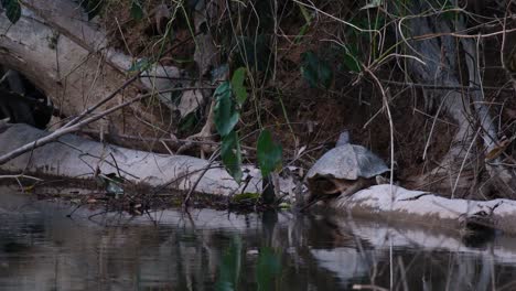 Zoom-out-of-this-turtle-on-the-log-deep-in-the-jungle,-Giant-Asian-Pond-Turtle-Heosemys-grandis,-Thailand