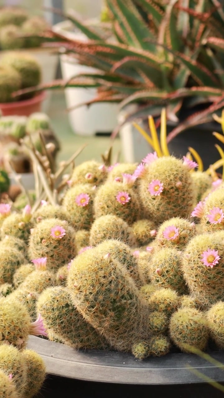 Una varietà di cactus in un ambiente da giardino