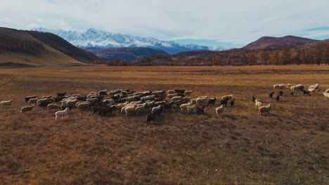 sheep flock in mountain meadow