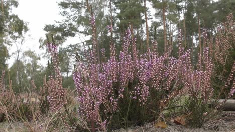 Hübsches-Rosa-Heidekraut,-Das-In-Einer-Sanften-Brise-Im-Grünen-Feld-Auf-Der-Holländischen-Veluwe-Weht