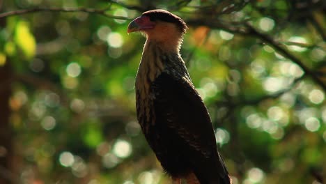 Crested-caracara-bird-in-sunlight,-Crested-caracara,-Caracara-plancus,-sitting-on-a-branch-twig,-vibrant-bright-green-forest-mangrove-bokeh,-beautiful-cinematic-focus-on-feathers