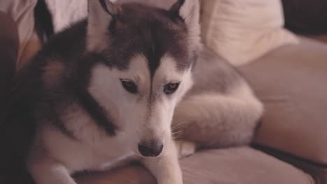 portrait shot of an adorable dog laying on a couch in a living room