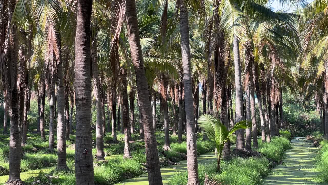 Beautiful scenery at famous Coconut Market in Chiang Mai, Thailand