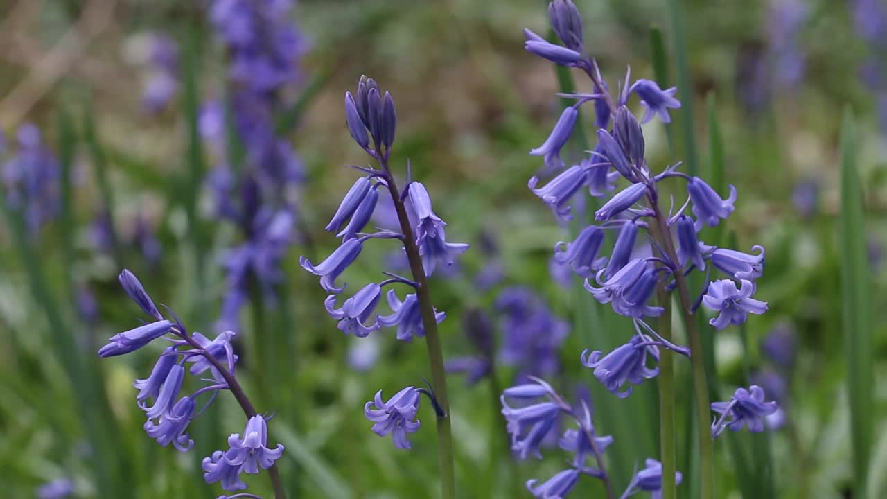 숲 바닥에서 자라는 블루벨, hyacinthoides non-scripta의 클로즈업