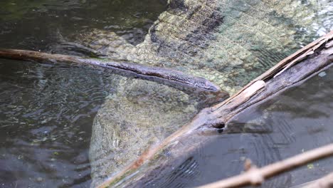 dangerous crocodile swimming underwater surface during sunny day outdoors in zoo - close up top view