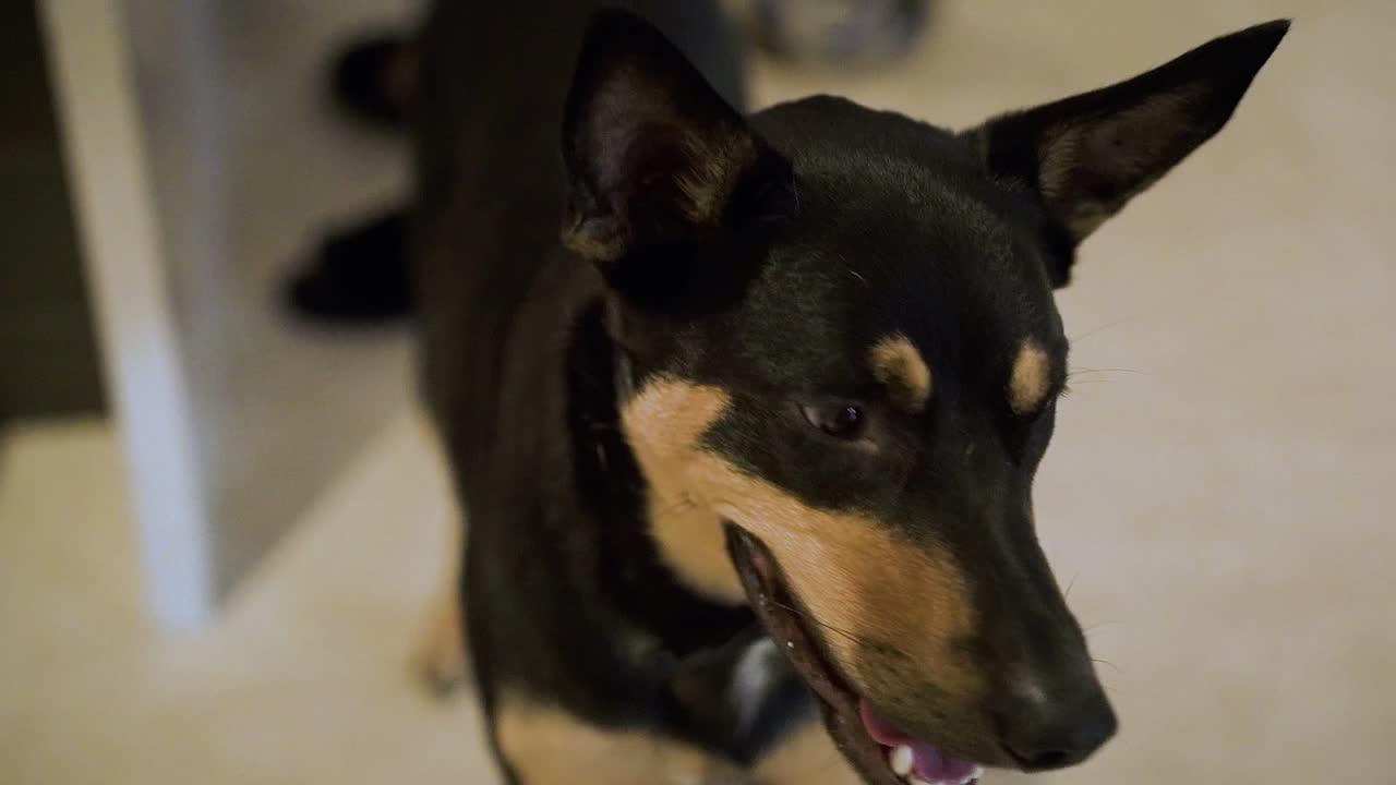 perro de raza mixta domesticado mirando frente a una cámara