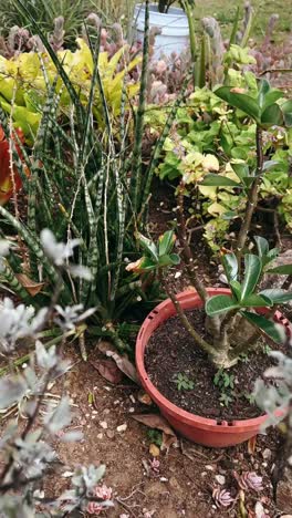 close-up of a silvery plant in a garden