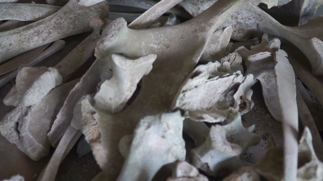 huesos de animales o humanos debido a un desastre de erupción volcánica - la erupción del desastre del volcán merapi