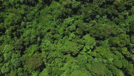 Vista-Aérea-De-Drones-De-Las-Copas-De-Los-árboles-De-La-Densa-Selva-De-Misiones,-Argentina-Vista-Desde-Arriba