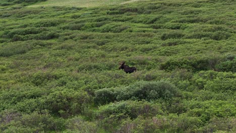 drone slow side to side trucking pan as moose stares off into distance