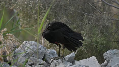 primer plano de la polla de agua limpiando sus plumas temprano en la mañana