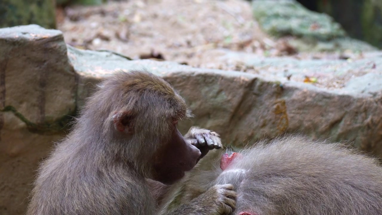 Close-up de um Babuíno-sagrado (Papio hamadryas) cuidando de outro, vasculhando sua pelagem e removendo piolhos