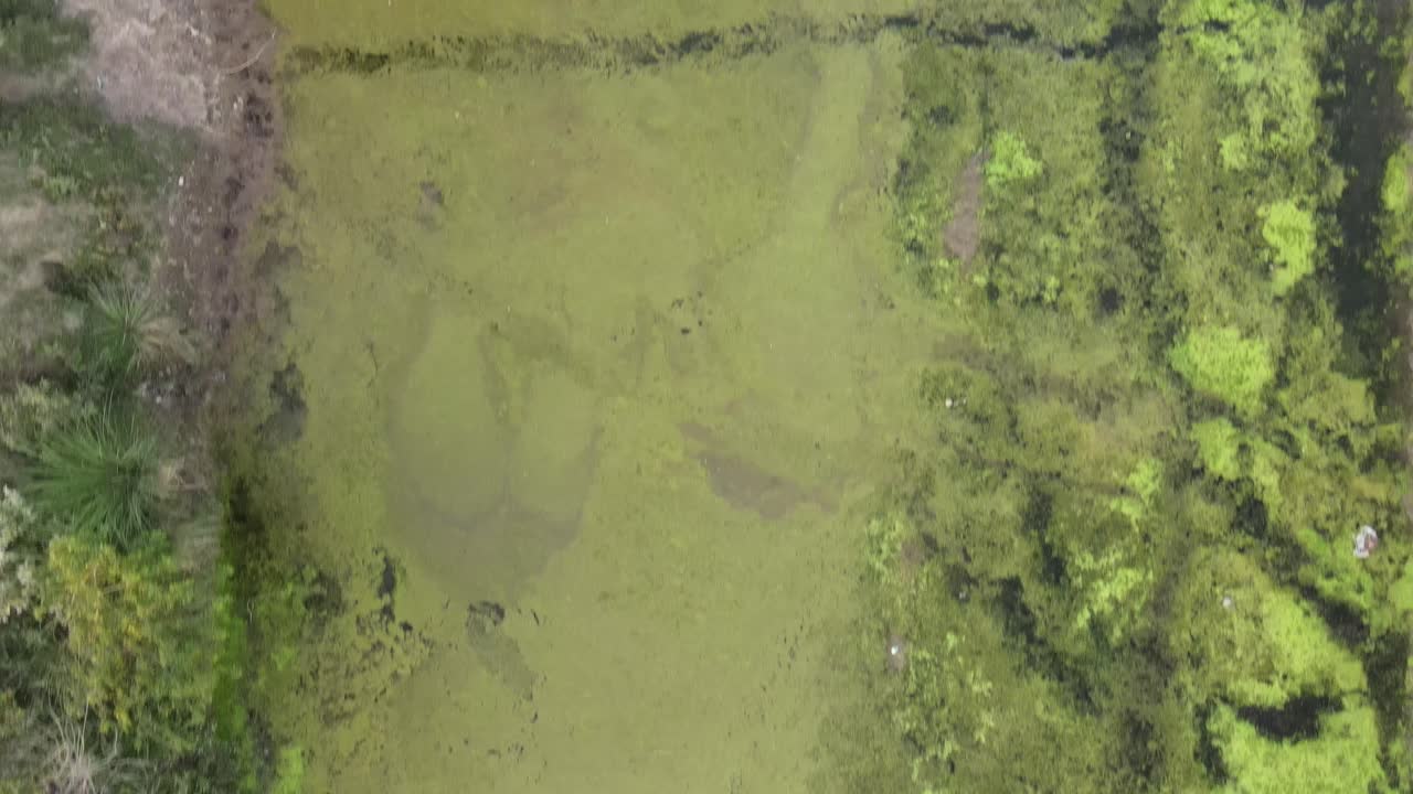 algas azul-verdes sobre el lago, también llamadas cianobacterias o cianofitas
