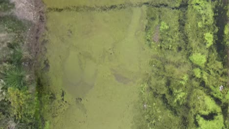 blue-green algae over the lake, also called cyanobacteria or cyanophyta