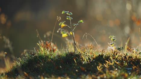 a close-up of dew-covered cobwebs among autumn grasses, bathed in the soft warmth of the rising sun