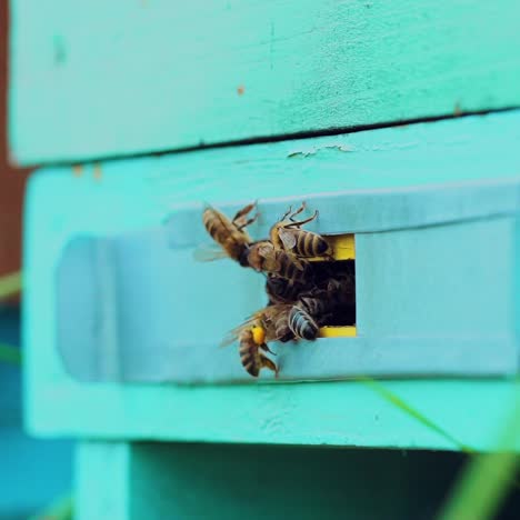bees flying in and out beehive, close up