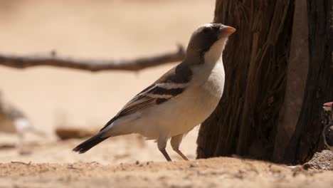 beautiful-close-up-shot-of-a-white-browed-sparrow-weaver-near-a-tree-in-the-african-savannah