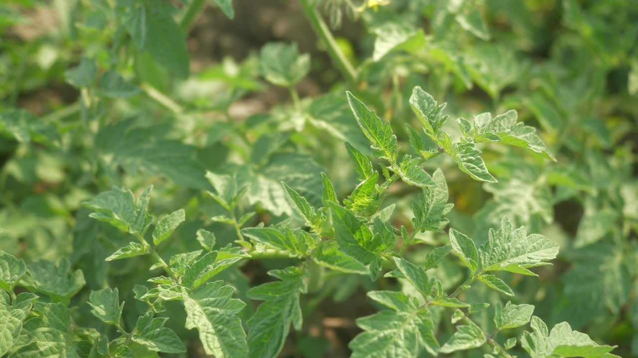 Closeup of tomato leaves, tomato plants