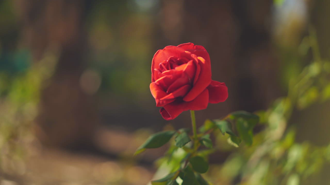 Bunga mawar merah yang indah di bawah sinar matahari taman, close-up bidikan melengkung