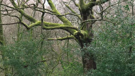 un primer plano de un árbol viejo en una zona boscosa inglesa