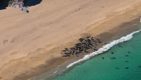 Seals chilling out in Blasket Islands 4K Cinematic Drone Footage - Dingle Co.Kerry - Ireland 05.09