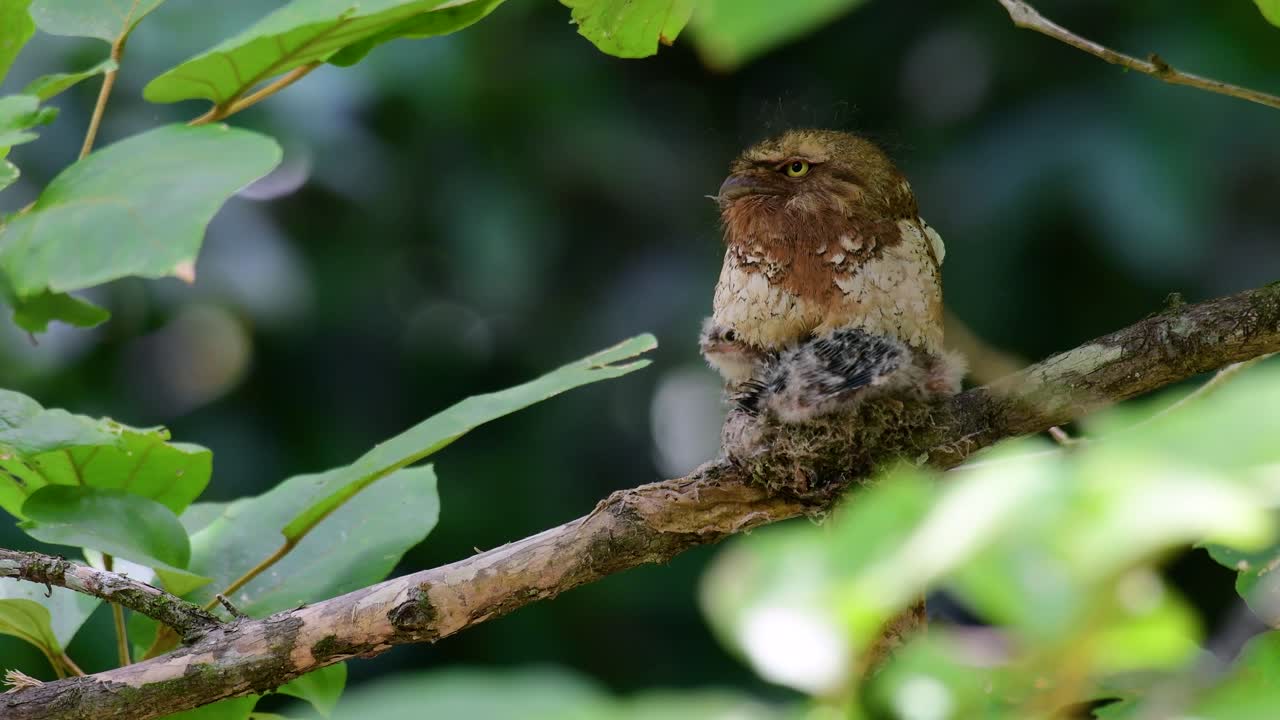 The Javan Frogmouth or Horsfield's Frogmouth is found in Thailand and other Asian countries