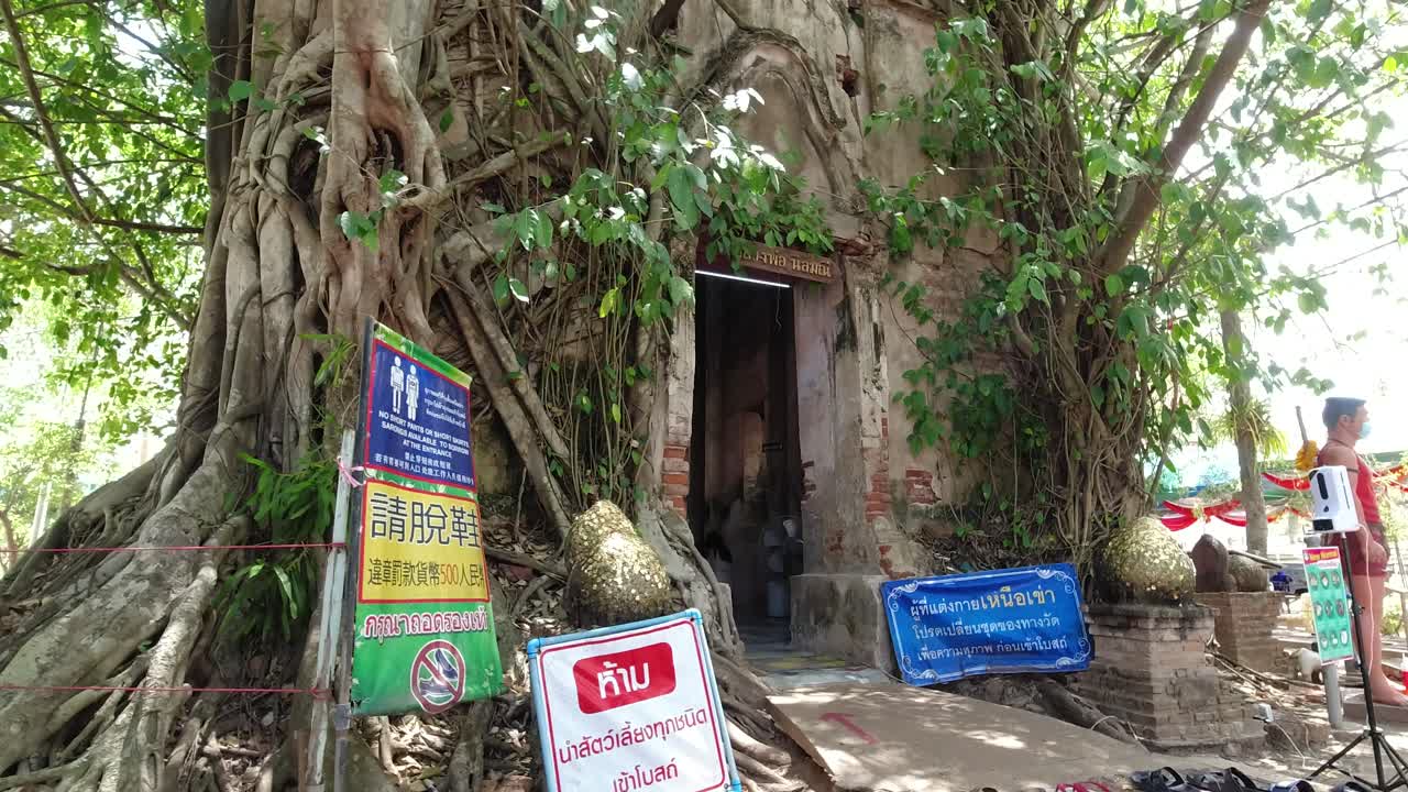 Ancient Temple Overgrown by Banyan Tree Roots in Thailand