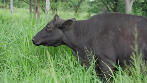 una vaca negra pastando en un pasto