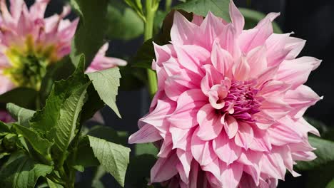 dahlia flower blooming in a garden setting