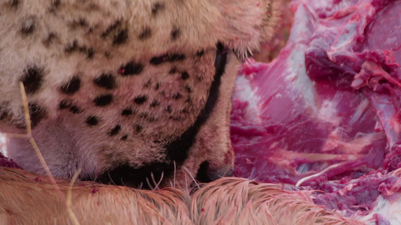 Extreme close up shot of a collared cheetah's head gouging a carcass